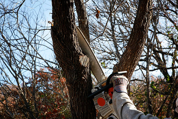 Best Storm Damage Tree Cleanup  in Alamo, NV